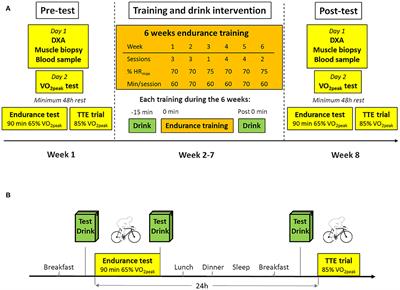 Six Weeks of Aerobic Exercise in Untrained Men With Overweight/Obesity Improved Training Adaptations, Performance and Body Composition Independent of Oat/Potato or Milk Based Protein-Carbohydrate Drink Supplementation